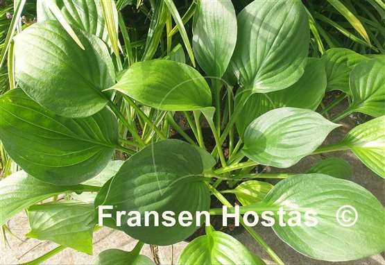 Hosta Klingon